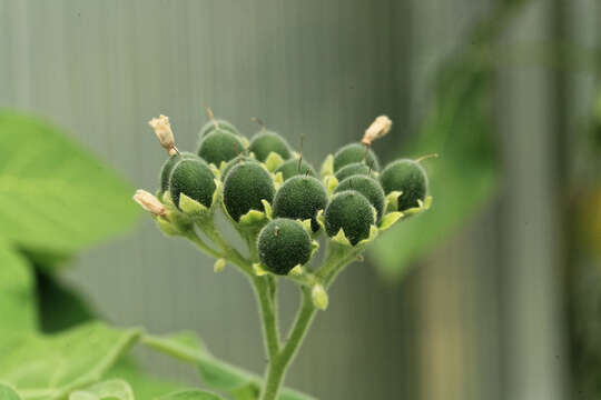 Image of Solanum abutiloides (Griseb.) Bitter & Lillo