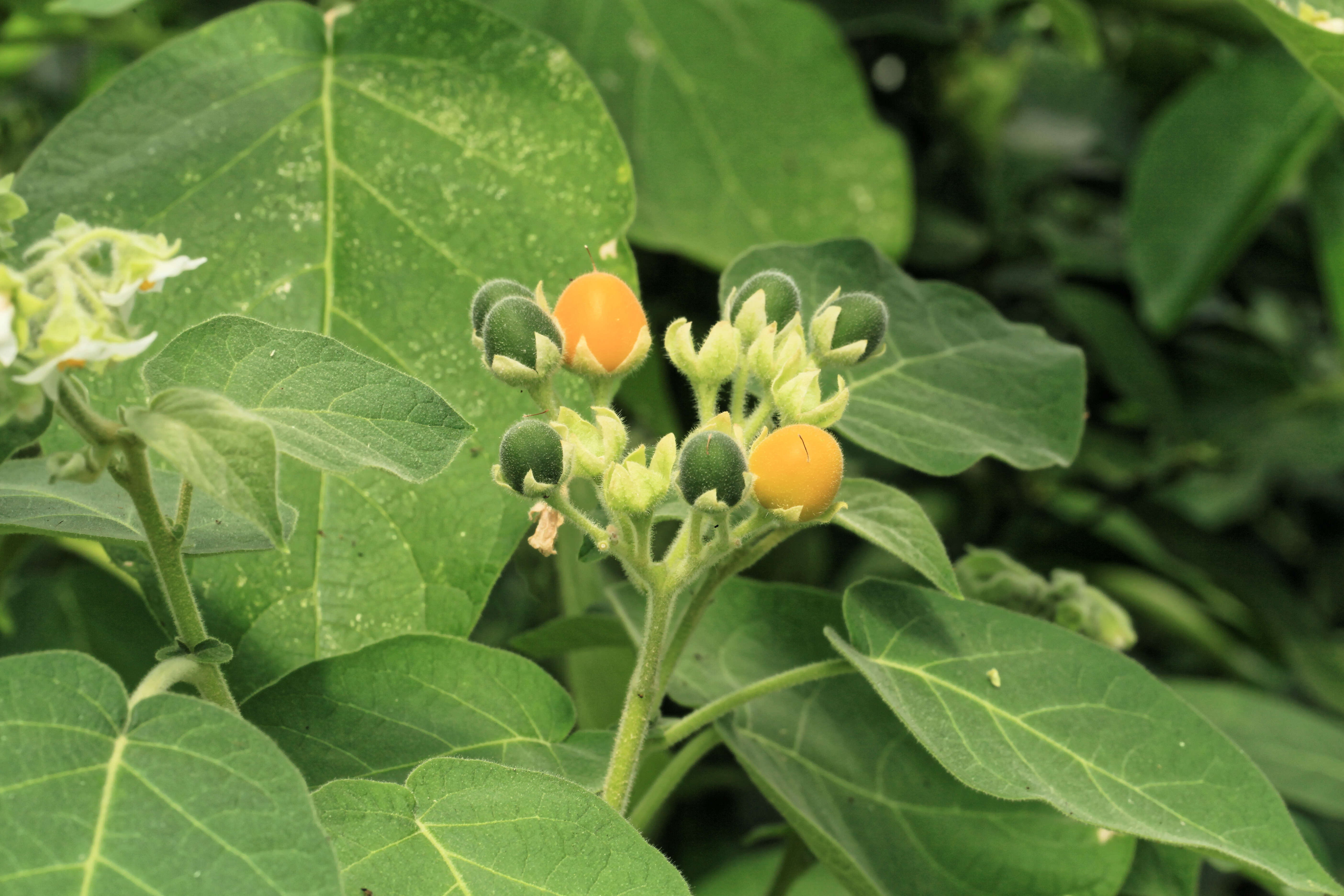 Image of Solanum abutiloides (Griseb.) Bitter & Lillo