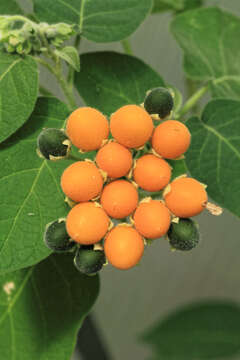 Image of Solanum abutiloides (Griseb.) Bitter & Lillo