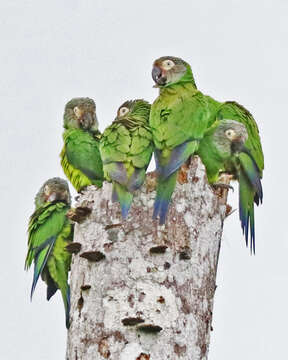 Image of Dusky-headed Parakeet