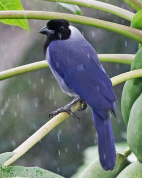 Image of Violaceous Jay