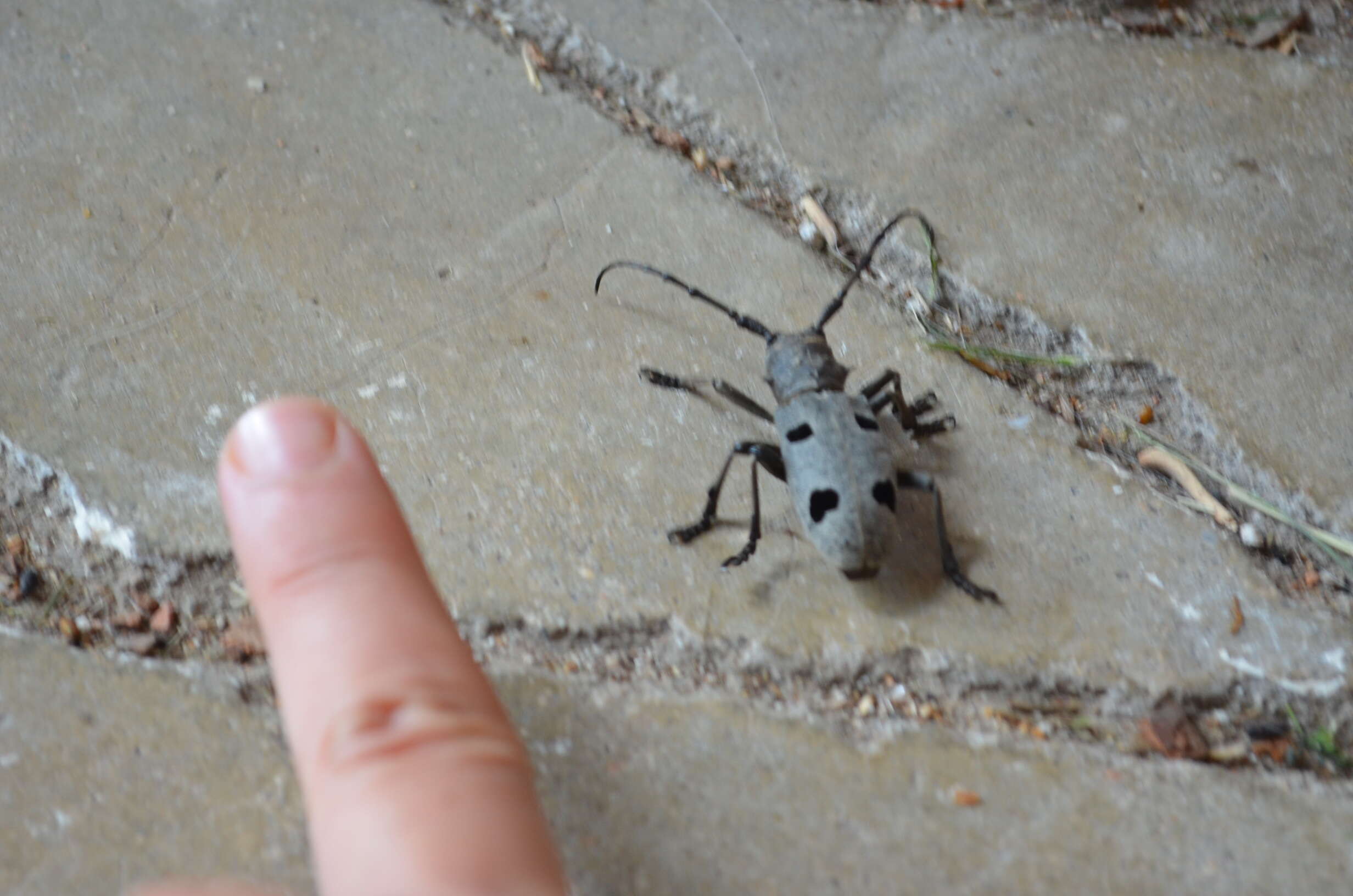 Image of Long-horned beetle