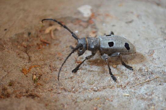 Image of Long-horned beetle