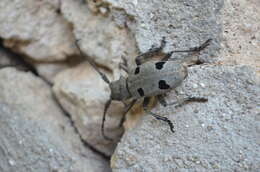 Image of Long-horned beetle