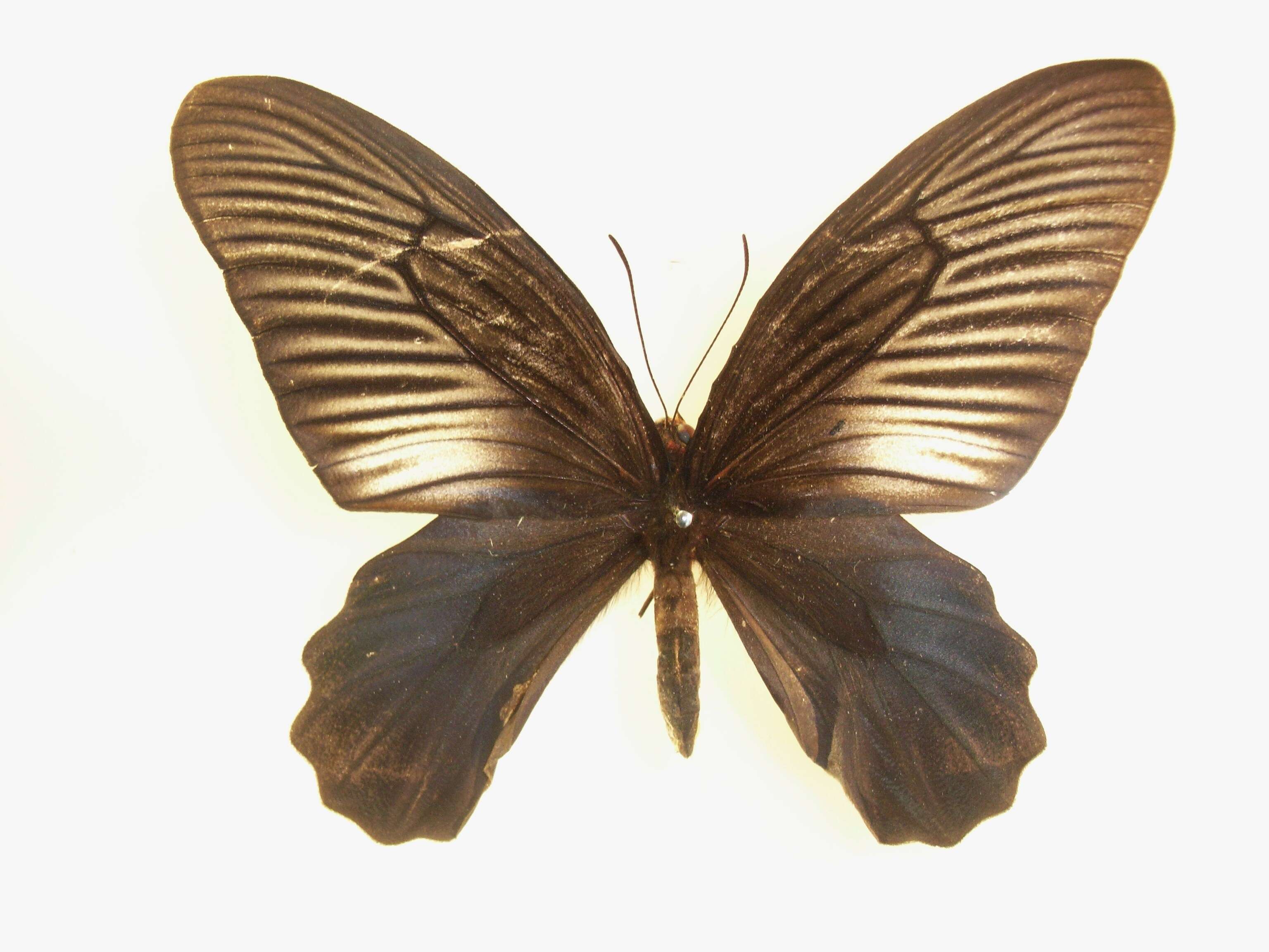 Image of Atrophaneura varuna (White 1842)