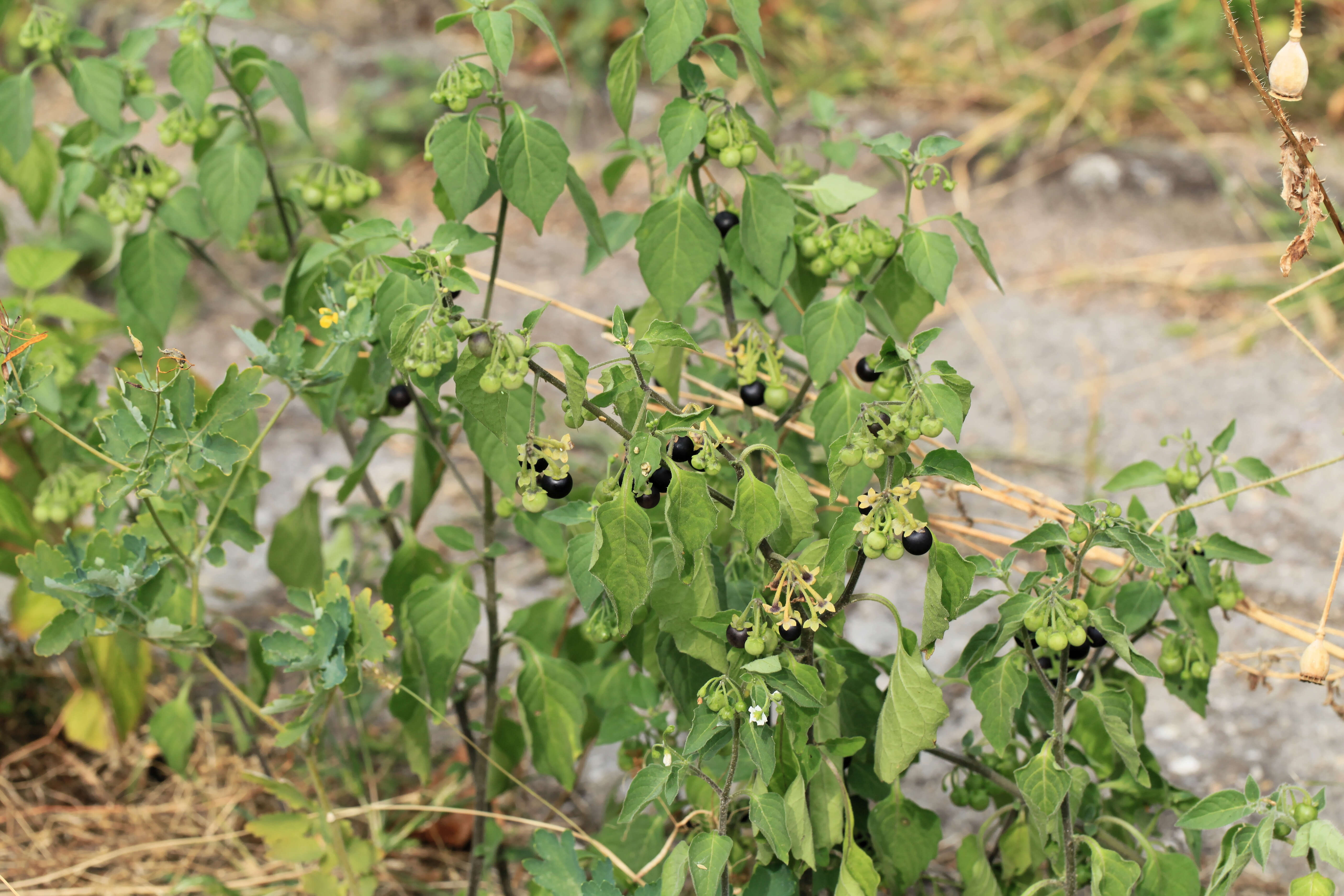 Plancia ëd Solanum nigrum L.