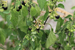 Plancia ëd Solanum nigrum L.