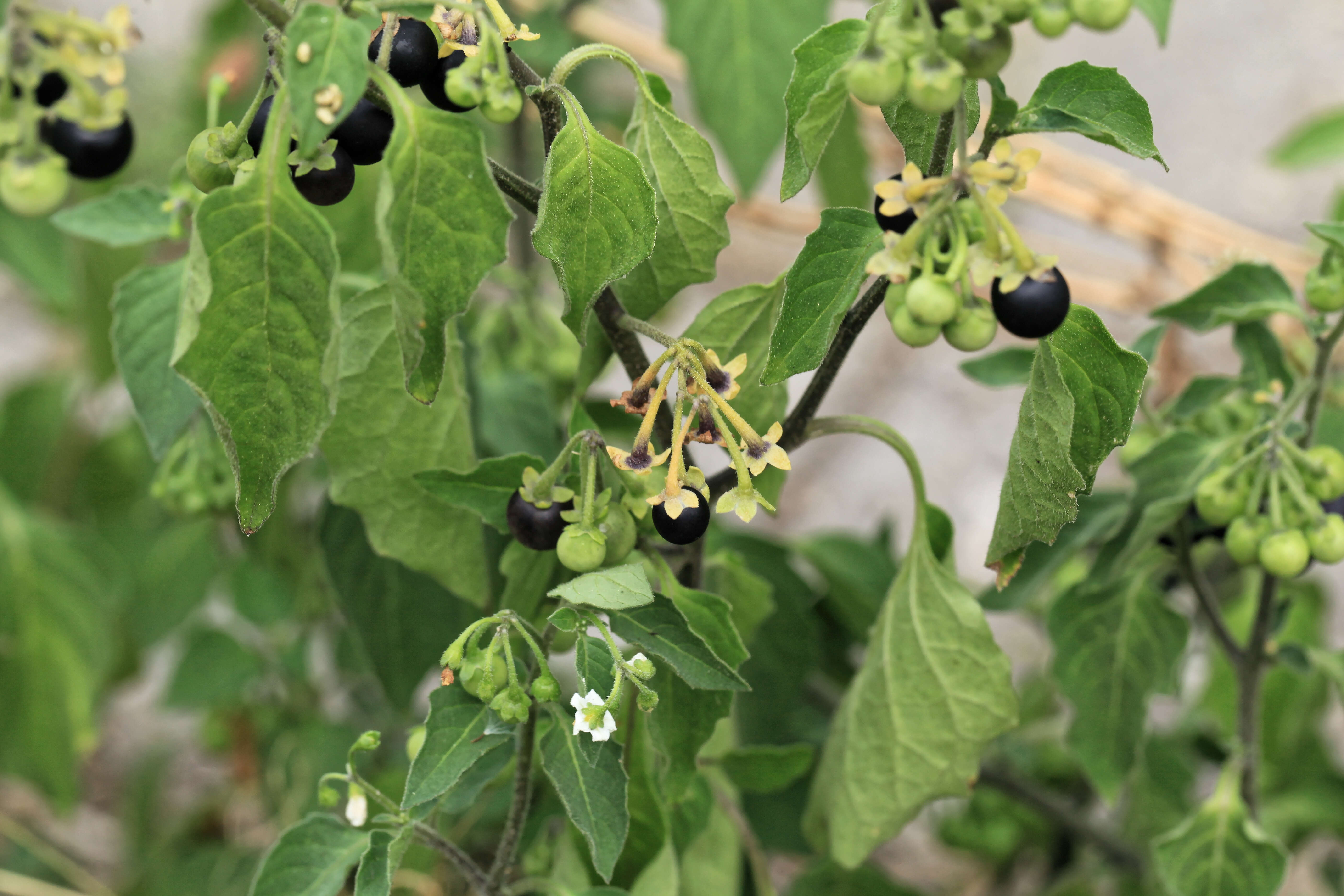 Plancia ëd Solanum nigrum L.