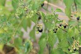 Plancia ëd Solanum nigrum L.