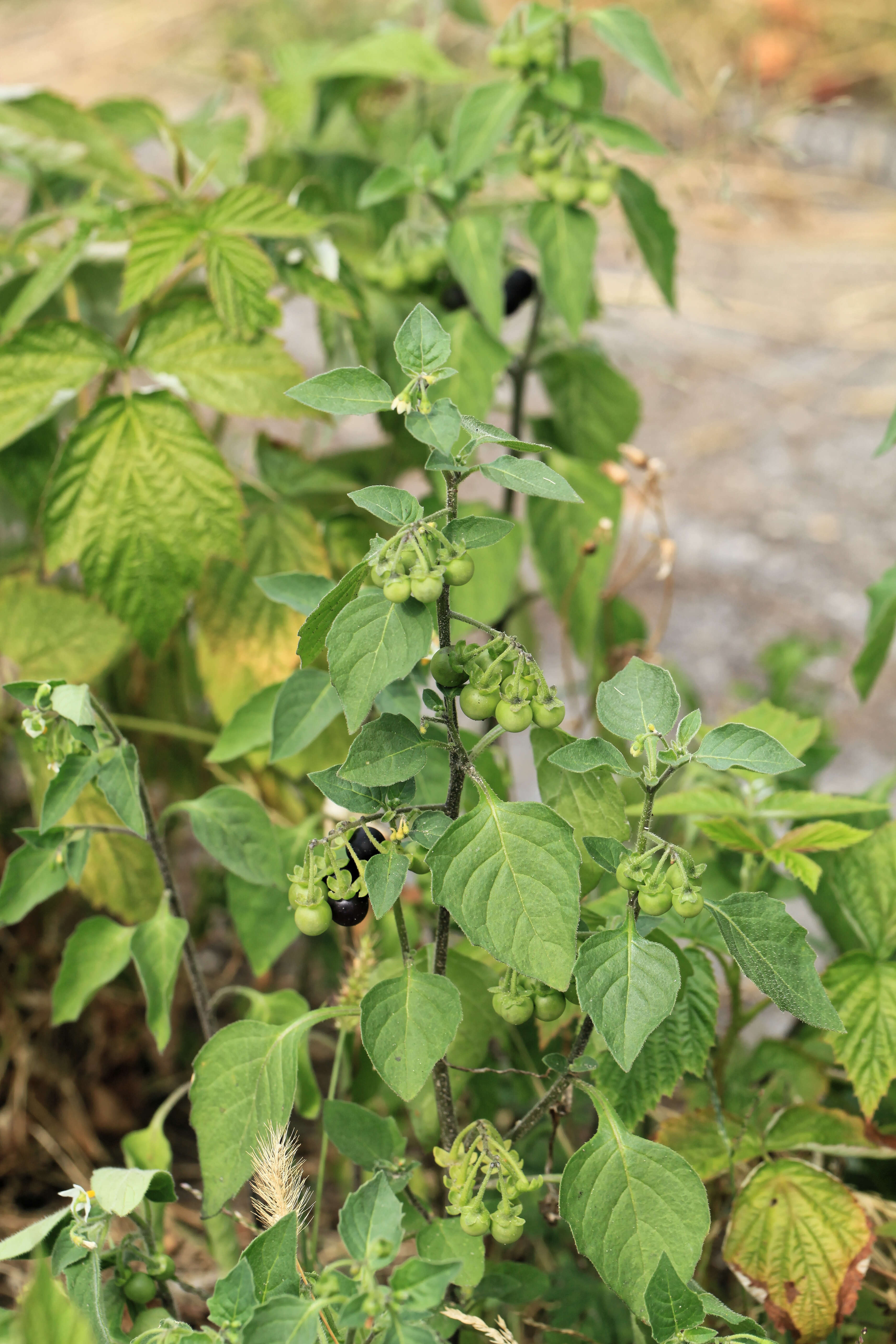 Plancia ëd Solanum nigrum L.