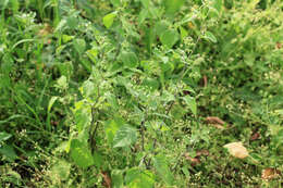 Plancia ëd Solanum nigrum L.