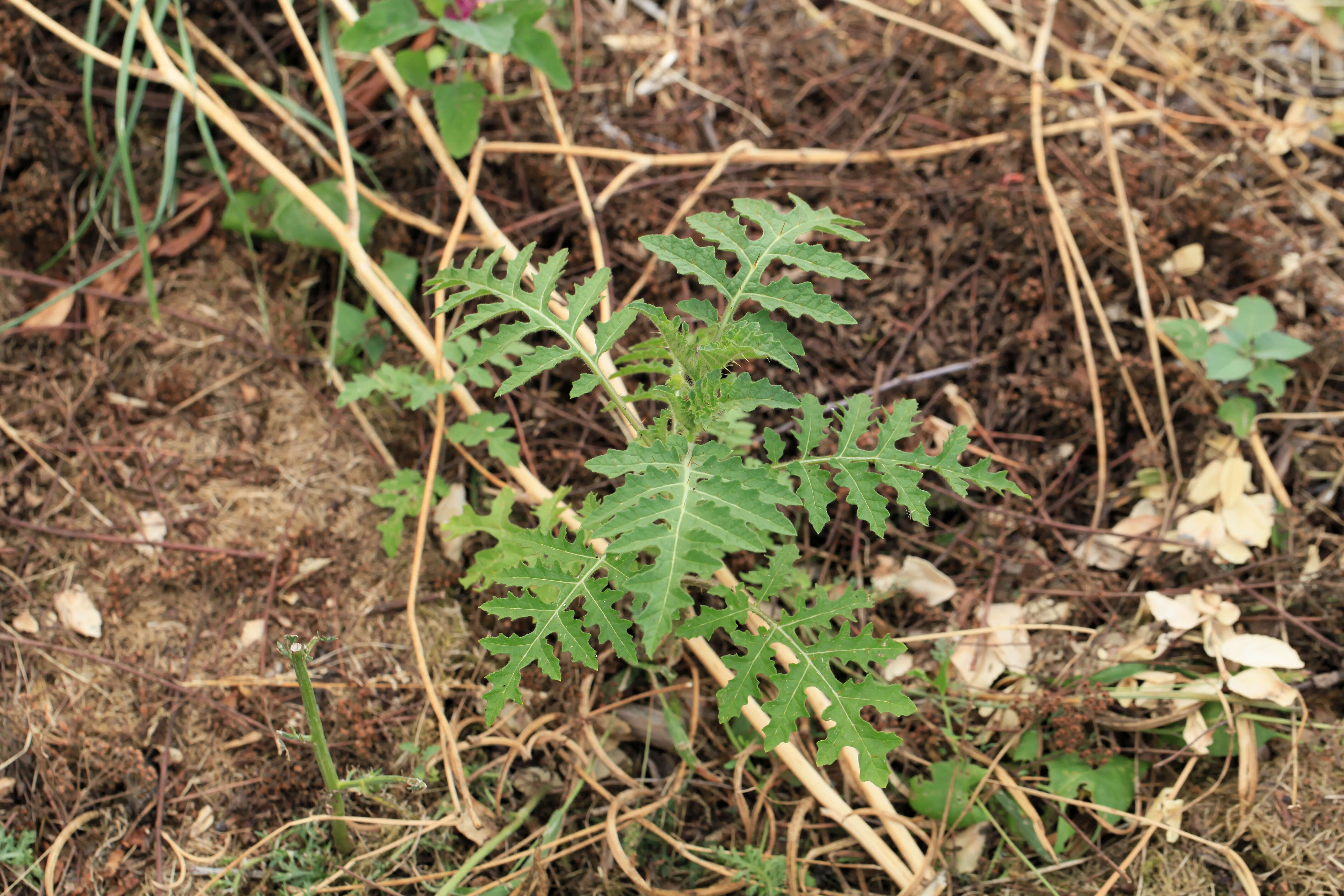 Plancia ëd Solanum sisymbriifolium Lam.