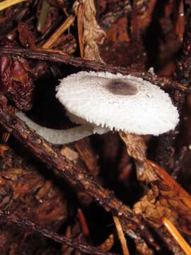 Image of Leucocoprinus brebissonii (Godey) Locq. 1943