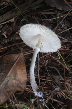 Image of Leucocoprinus brebissonii (Godey) Locq. 1943