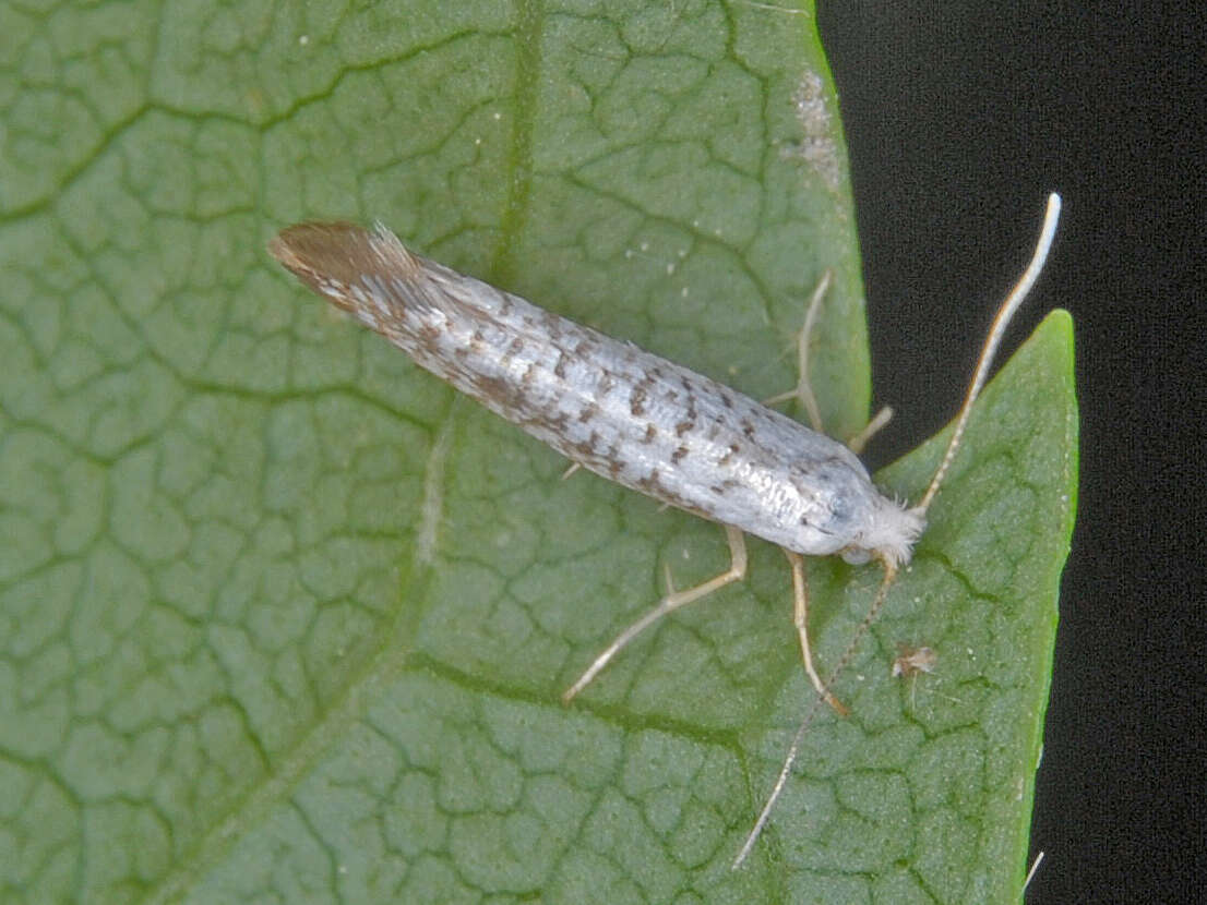 Imagem de Argyresthia retinella Zeller 1839