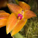 Image de Bulbophyllum membranifolium Hook. fil.