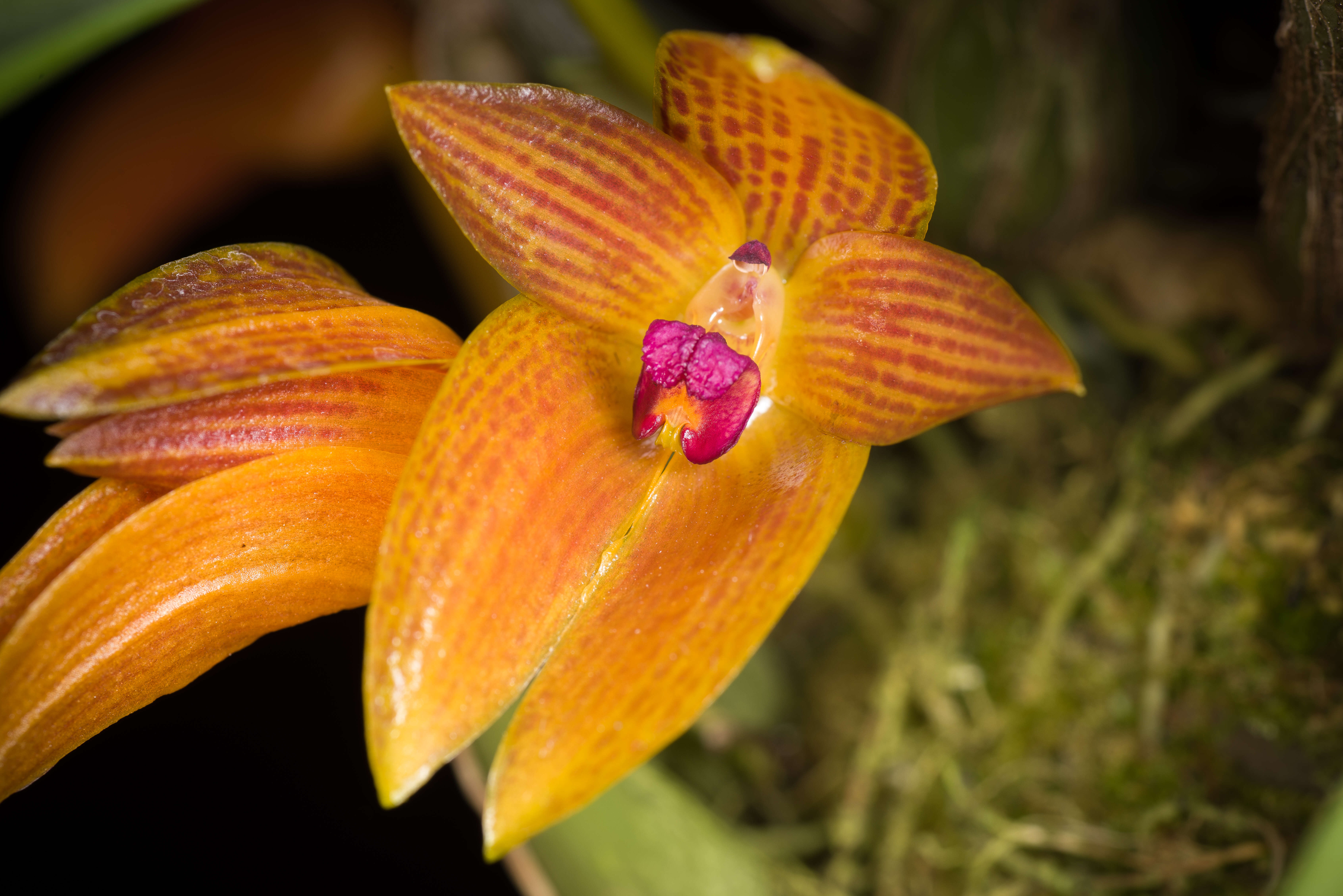 Image of Bulbophyllum membranifolium Hook. fil.