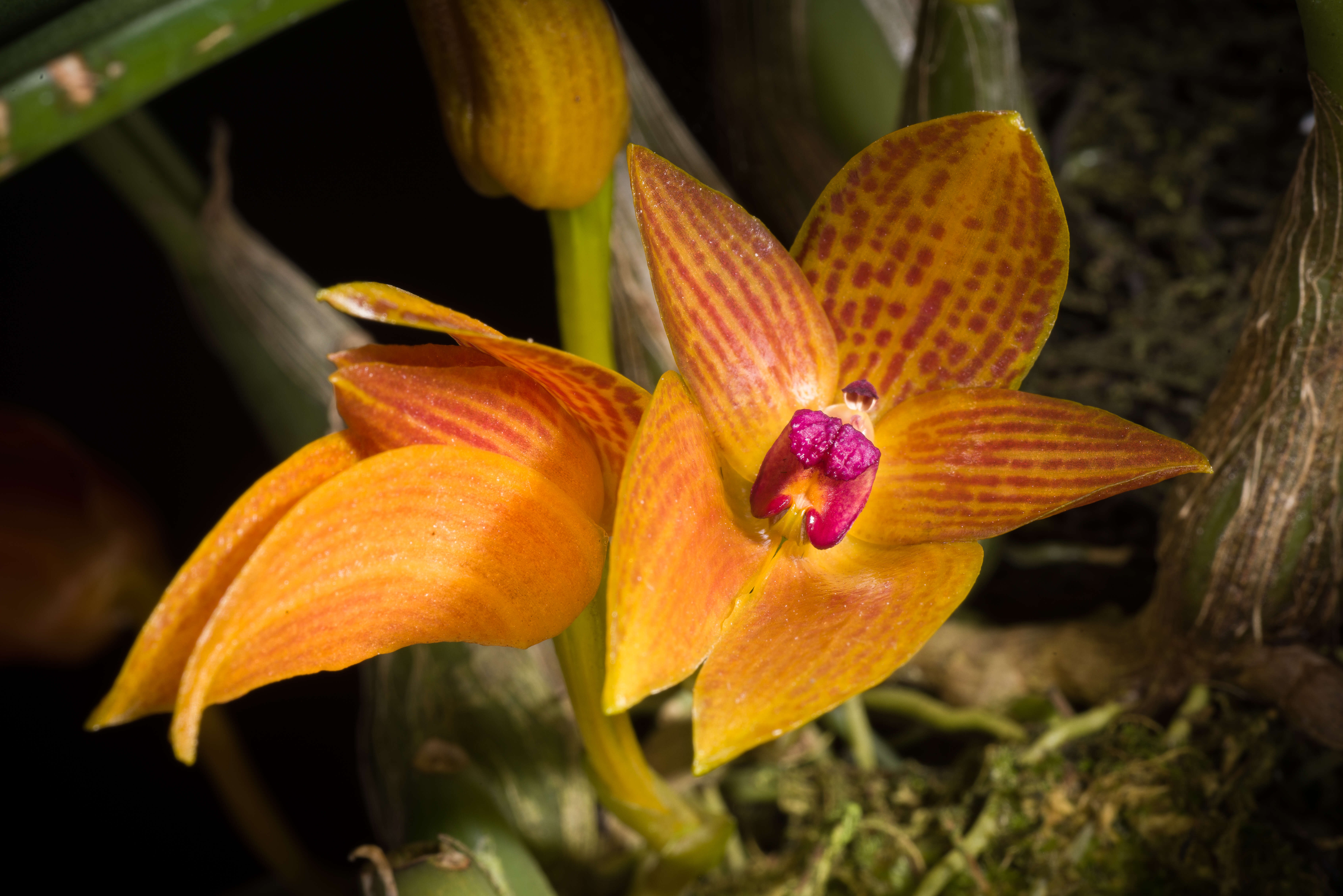 Image de Bulbophyllum membranifolium Hook. fil.