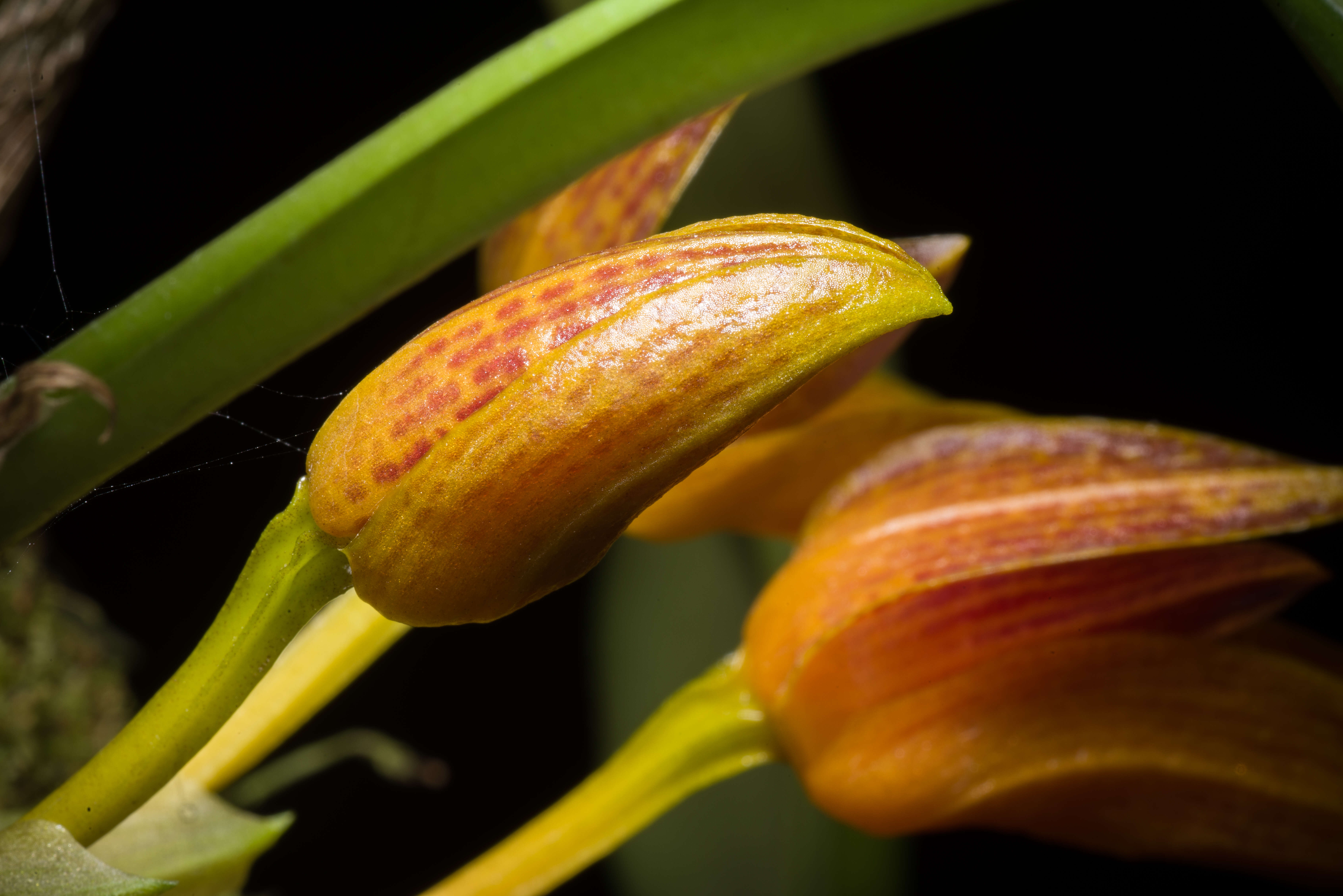 Image of Bulbophyllum membranifolium Hook. fil.