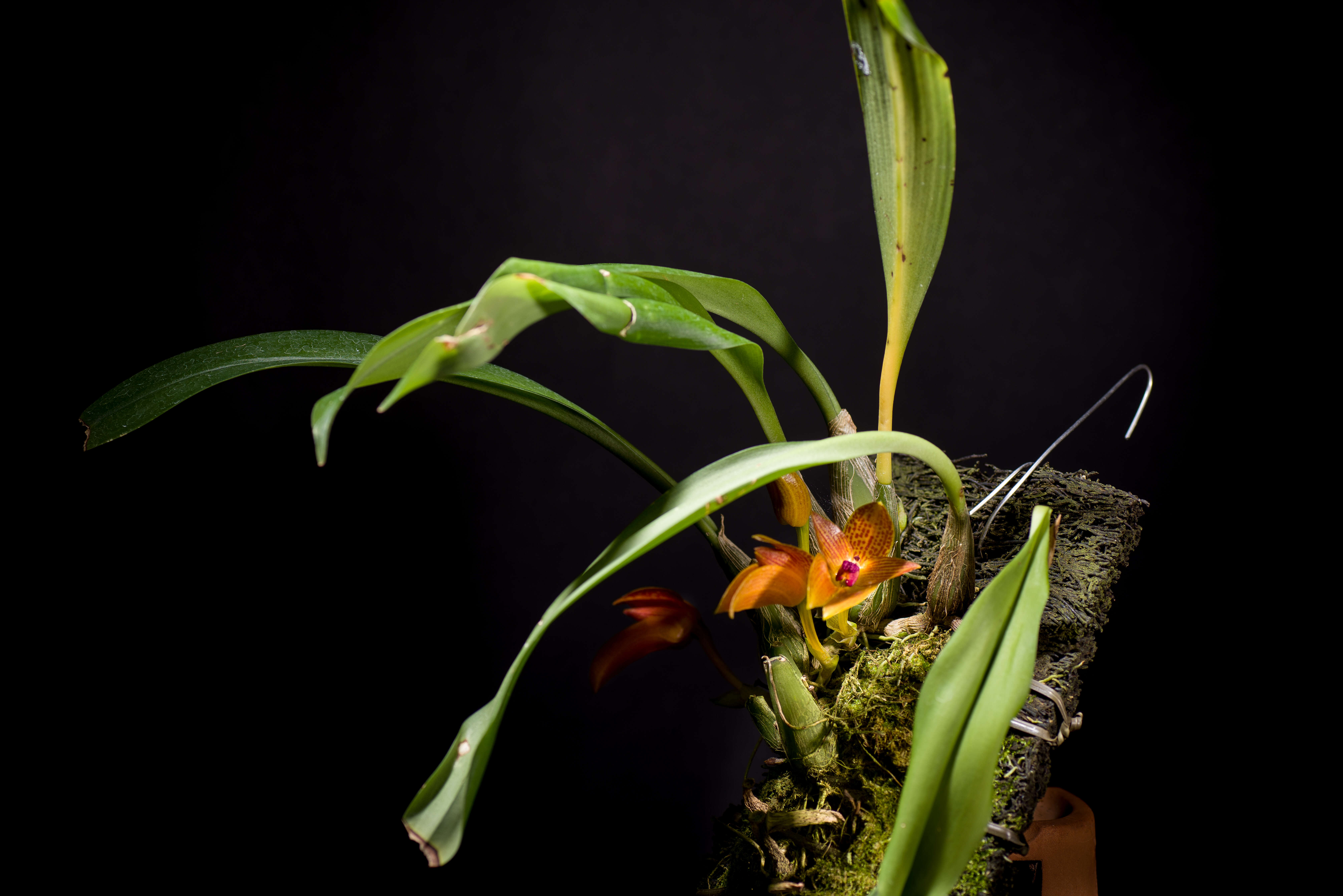 Image of Bulbophyllum membranifolium Hook. fil.