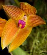 Image of Bulbophyllum membranifolium Hook. fil.