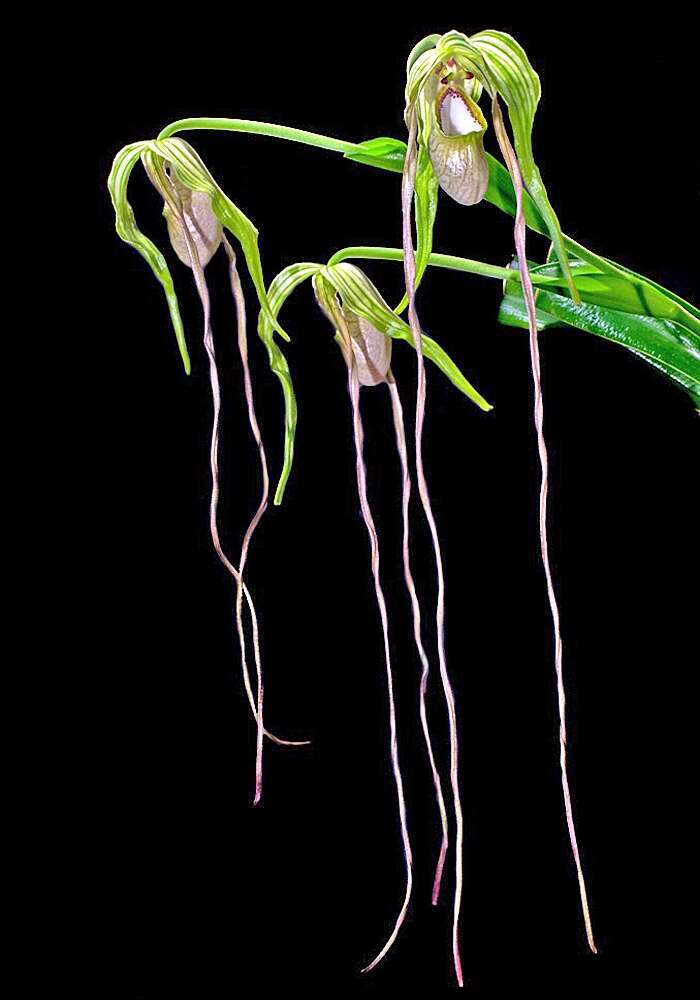 Image of Phragmipedium warszewiczianum (Rchb. fil.) Schltr.