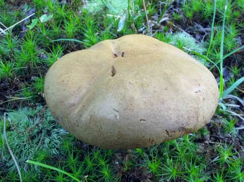 Image of Phylloporus rhodoxanthus (Schwein.) Bres. 1900