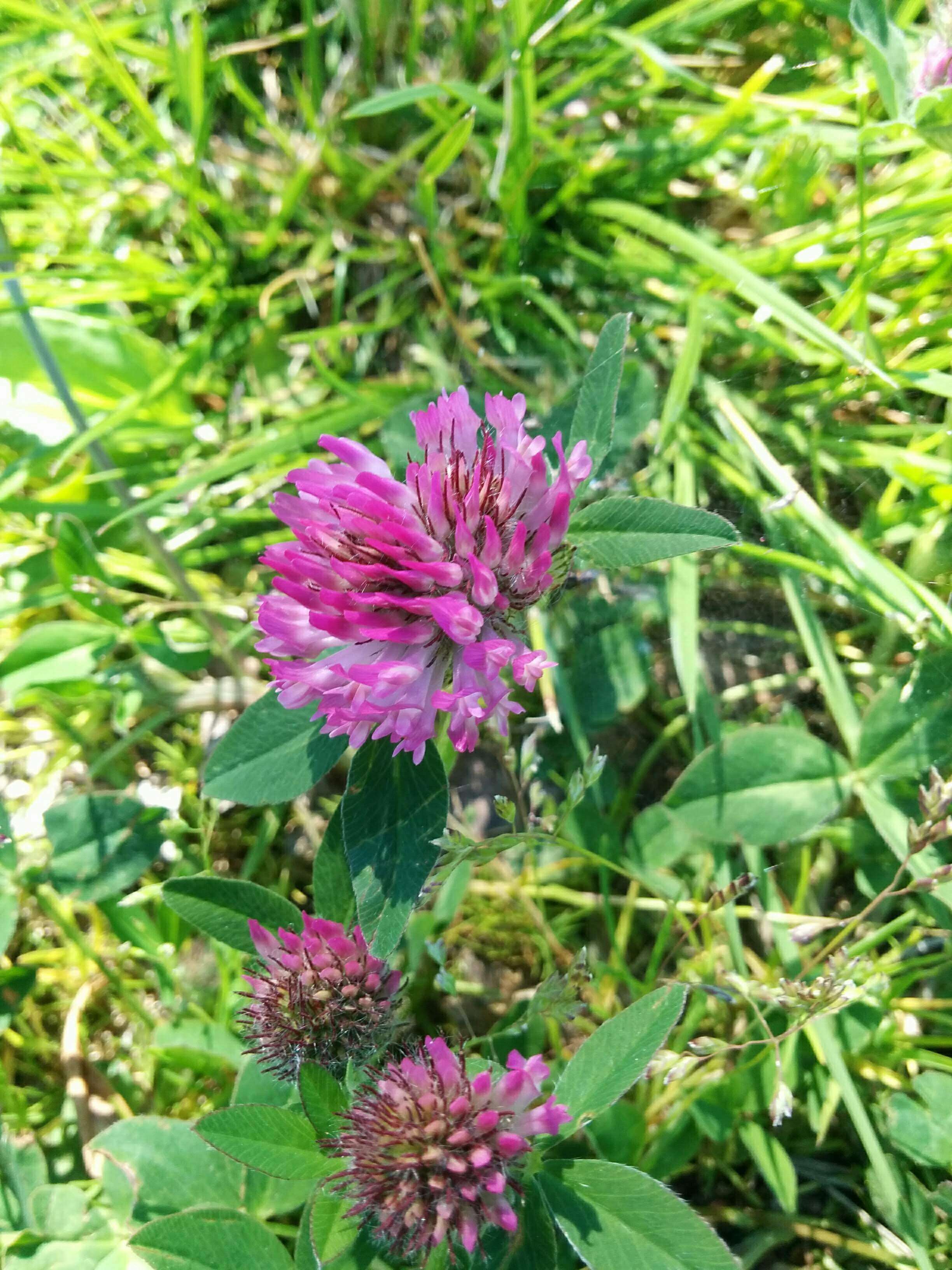 Imagem de Trifolium medium L.