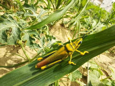 صورة Poekilocerus pictus (Fabricius 1775)