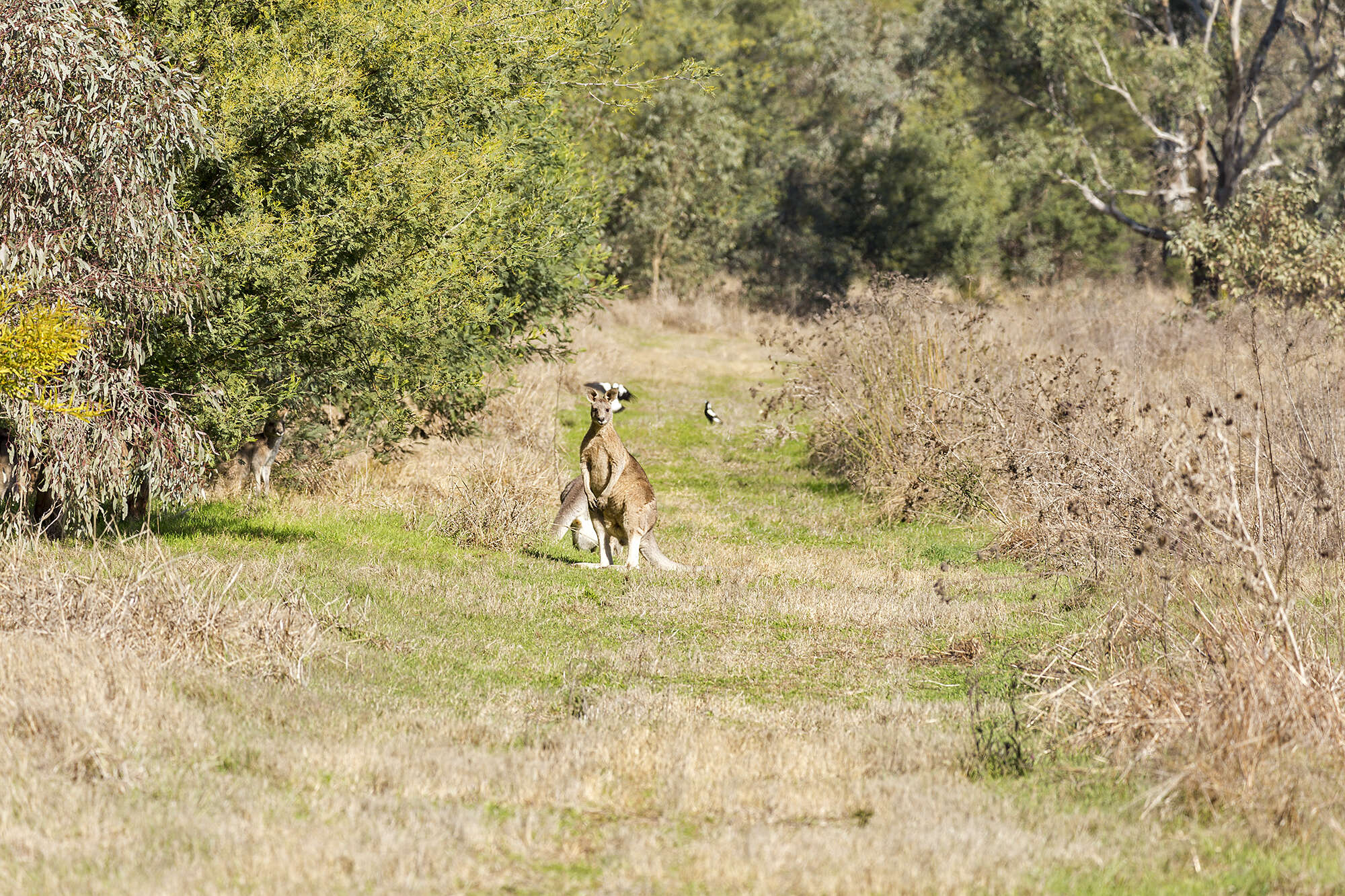 Image of kangaroo