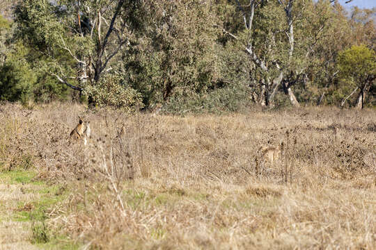 Image of kangaroo