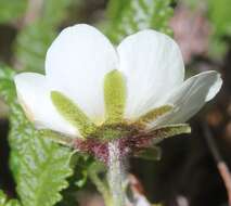 Imagem de Dryas octopetala L.