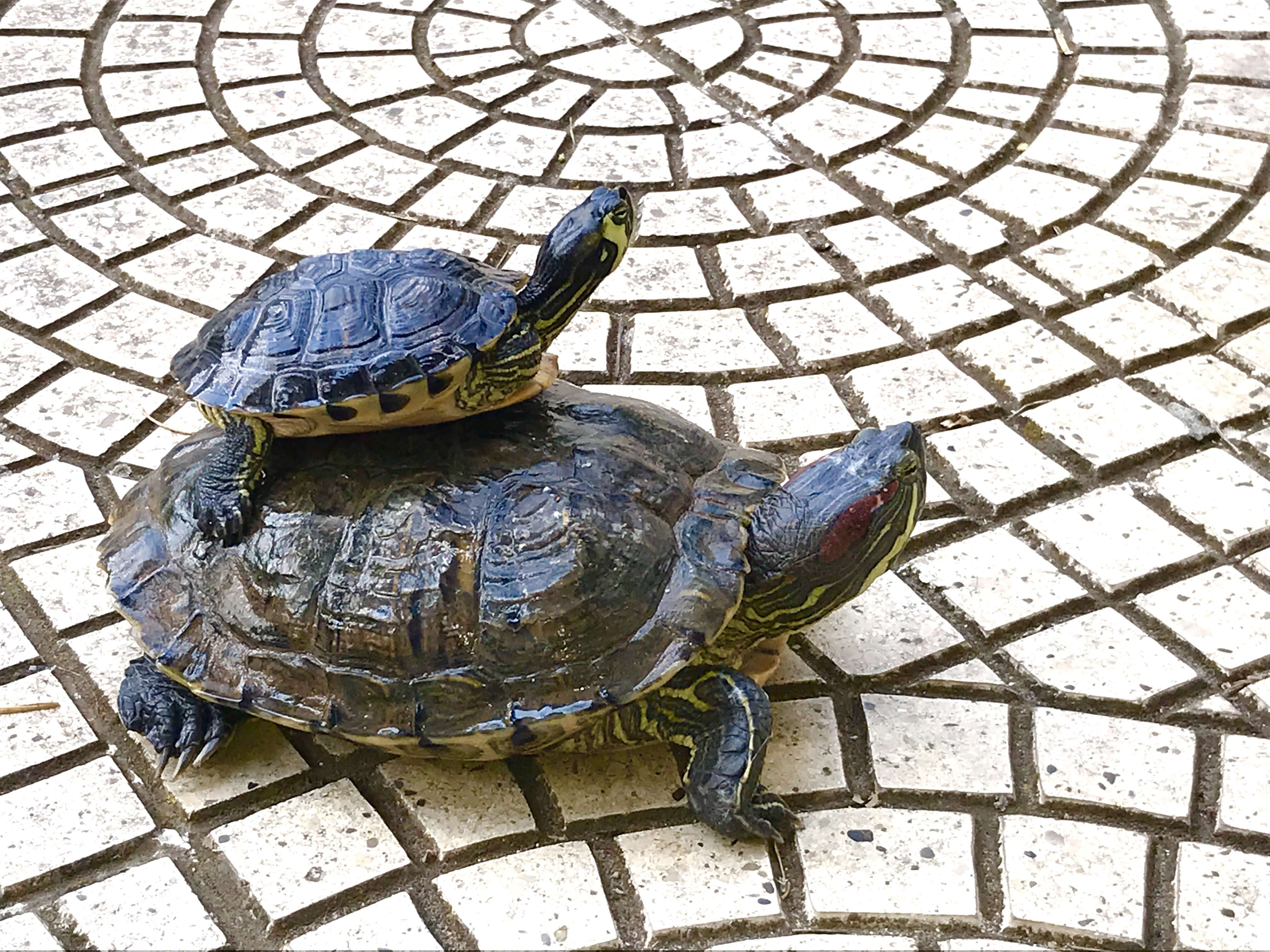 Image of yellow-bellied slider