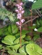 Image de Pyrola asarifolia Michx.