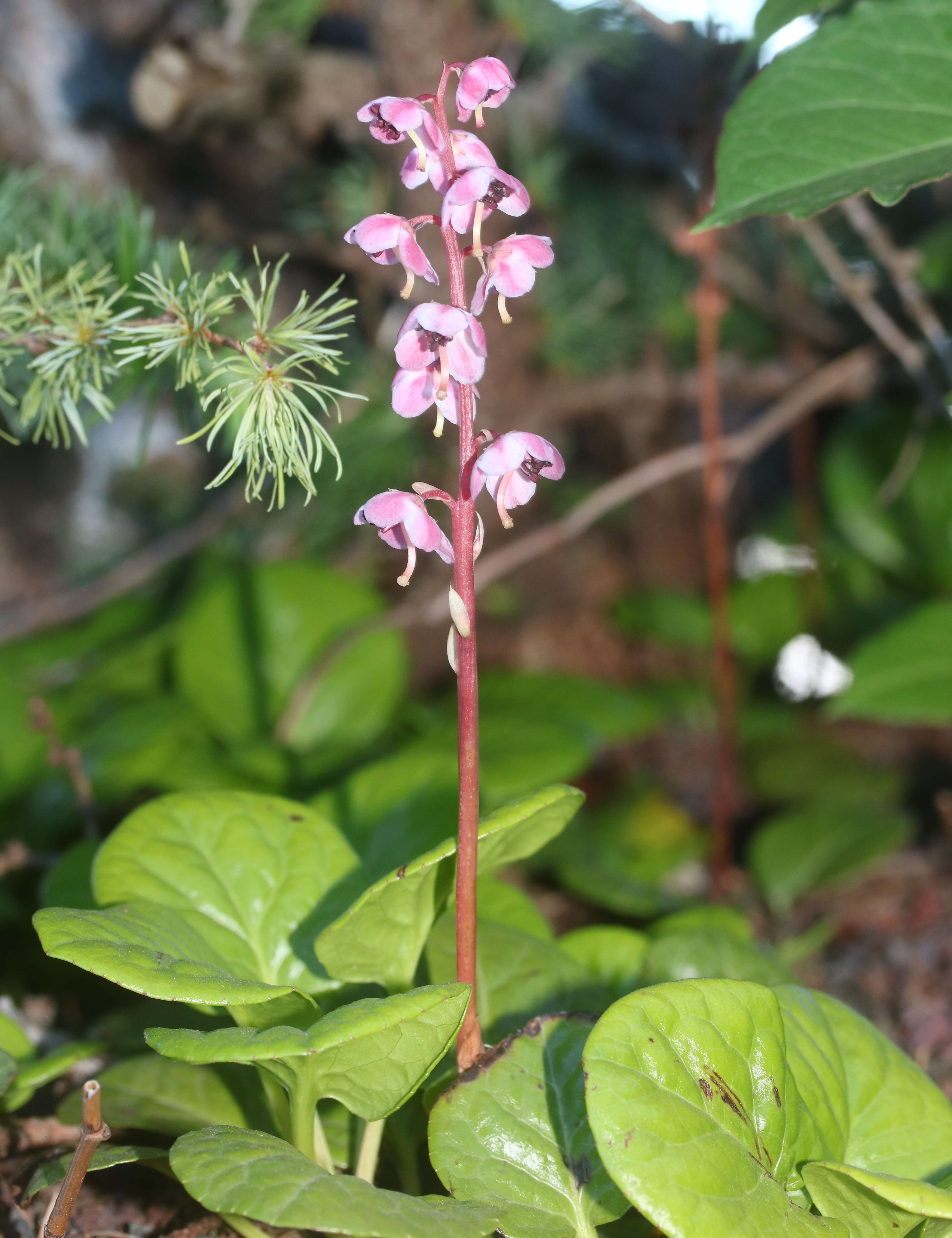 Image de Pyrola asarifolia Michx.