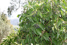 Image of English ivy