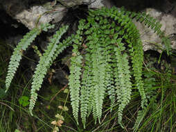 Image of Green Spleenwort