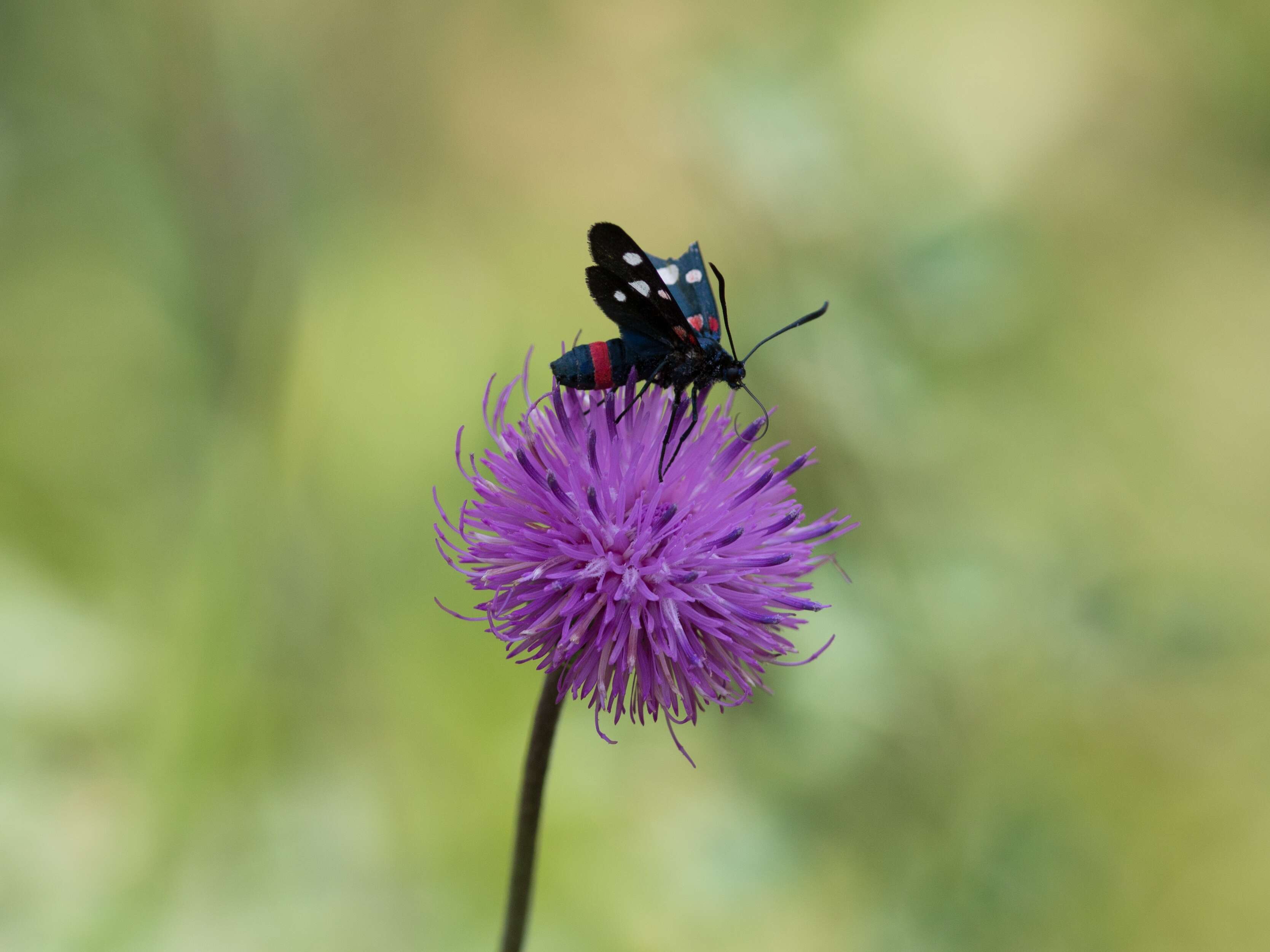 Image of Zygaena ephialtes Linnaeus 1767