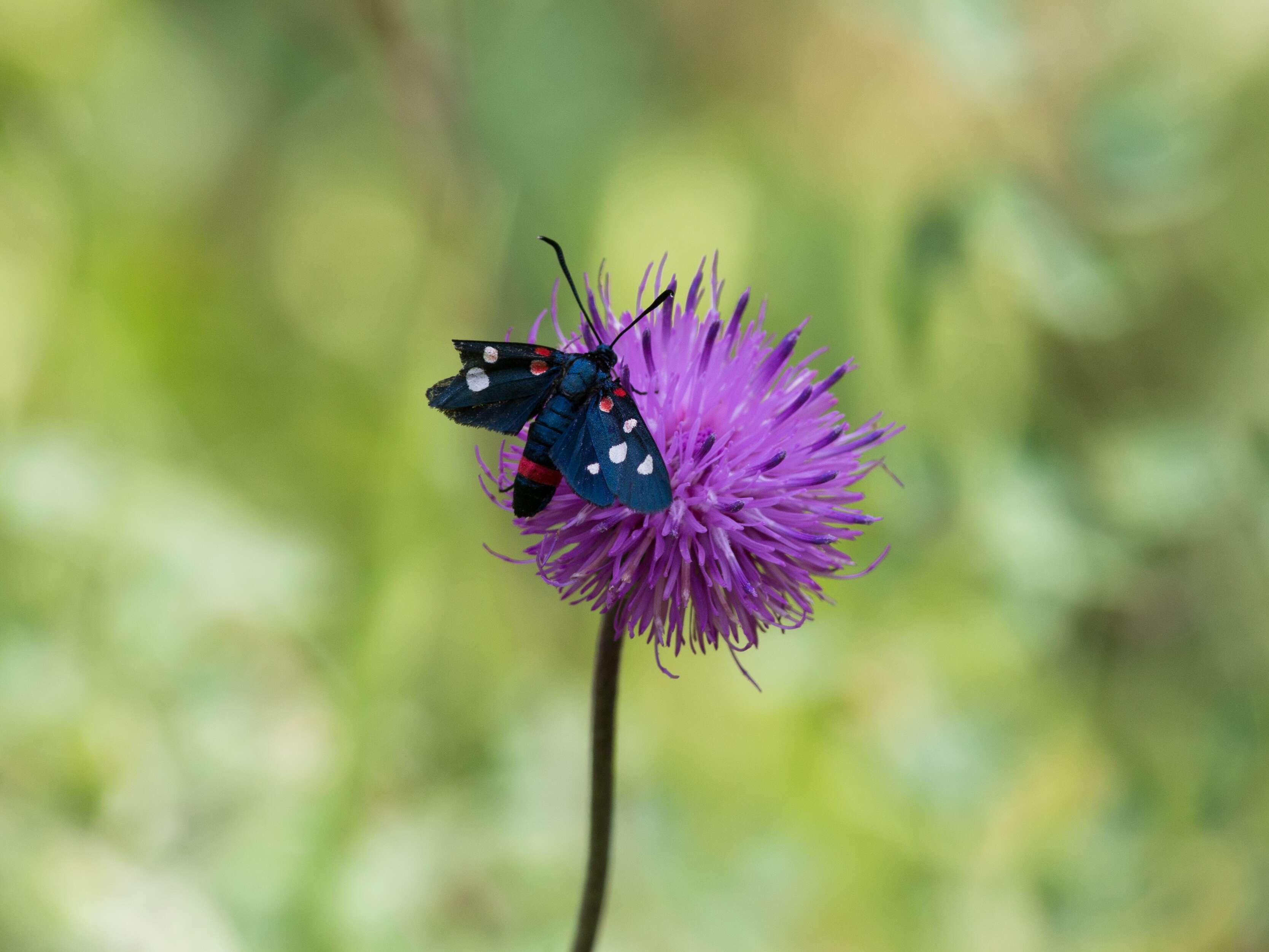 Image of Zygaena ephialtes Linnaeus 1767