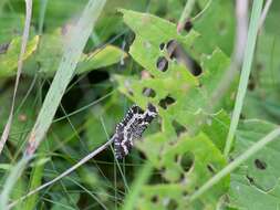 Image of small argent and sable