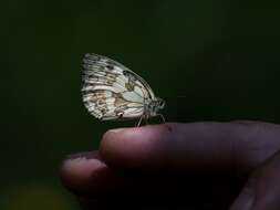 Imagem de Melanargia galathea Linnaeus 1758