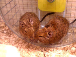 Image of degu