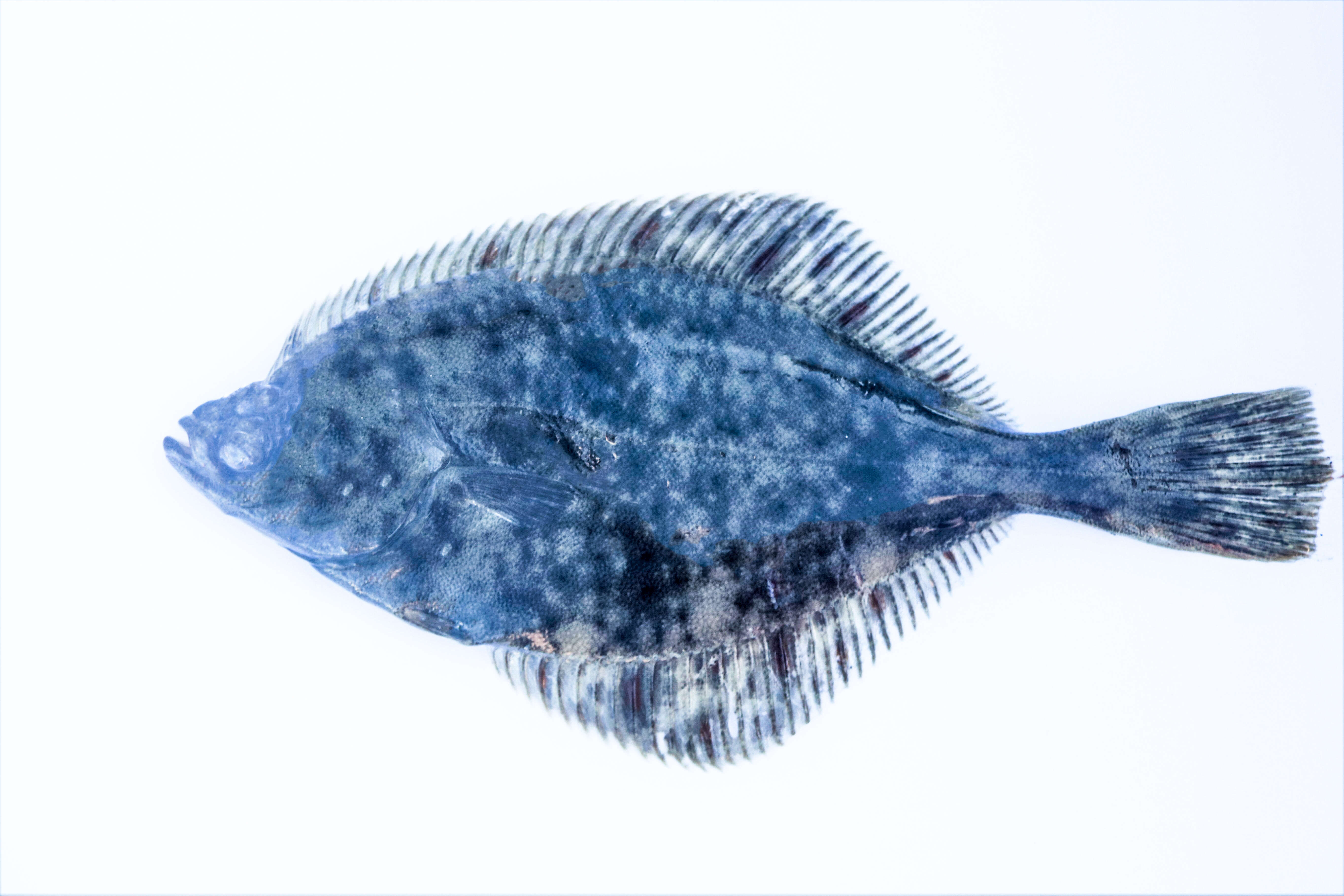 Image of Starry flounders