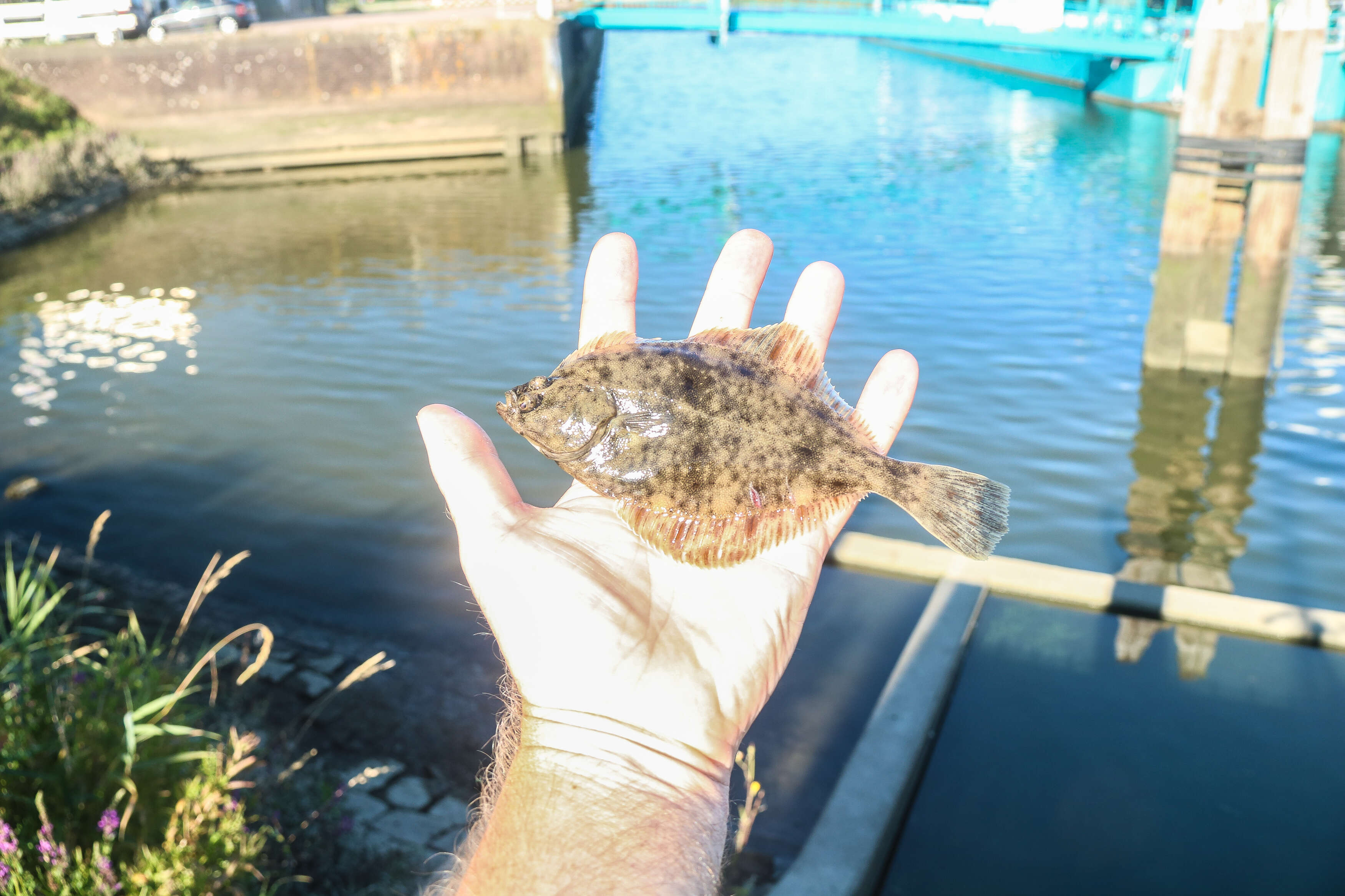 Image of Starry flounders