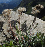 Jacobaea incana (L.) Veldkamp的圖片