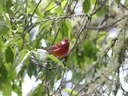 Image of Red Warbler