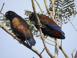 Image of Bronze-winged Parrot