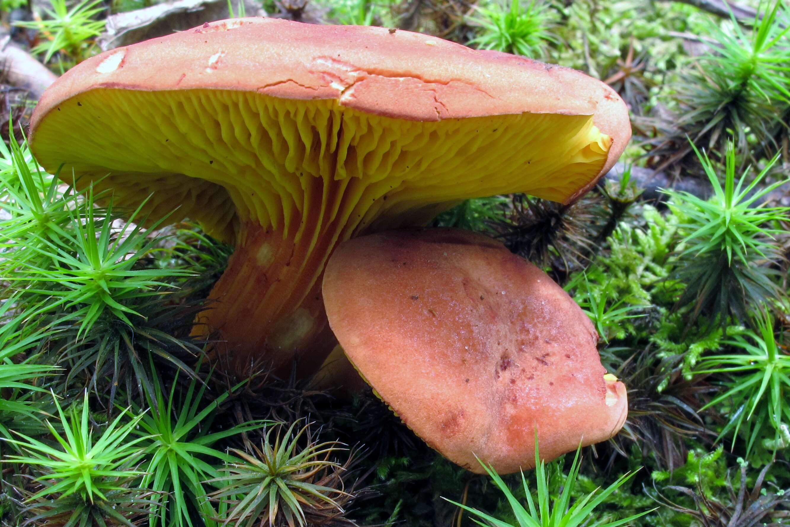 Image of Phylloporus leucomycelinus Singer 1978