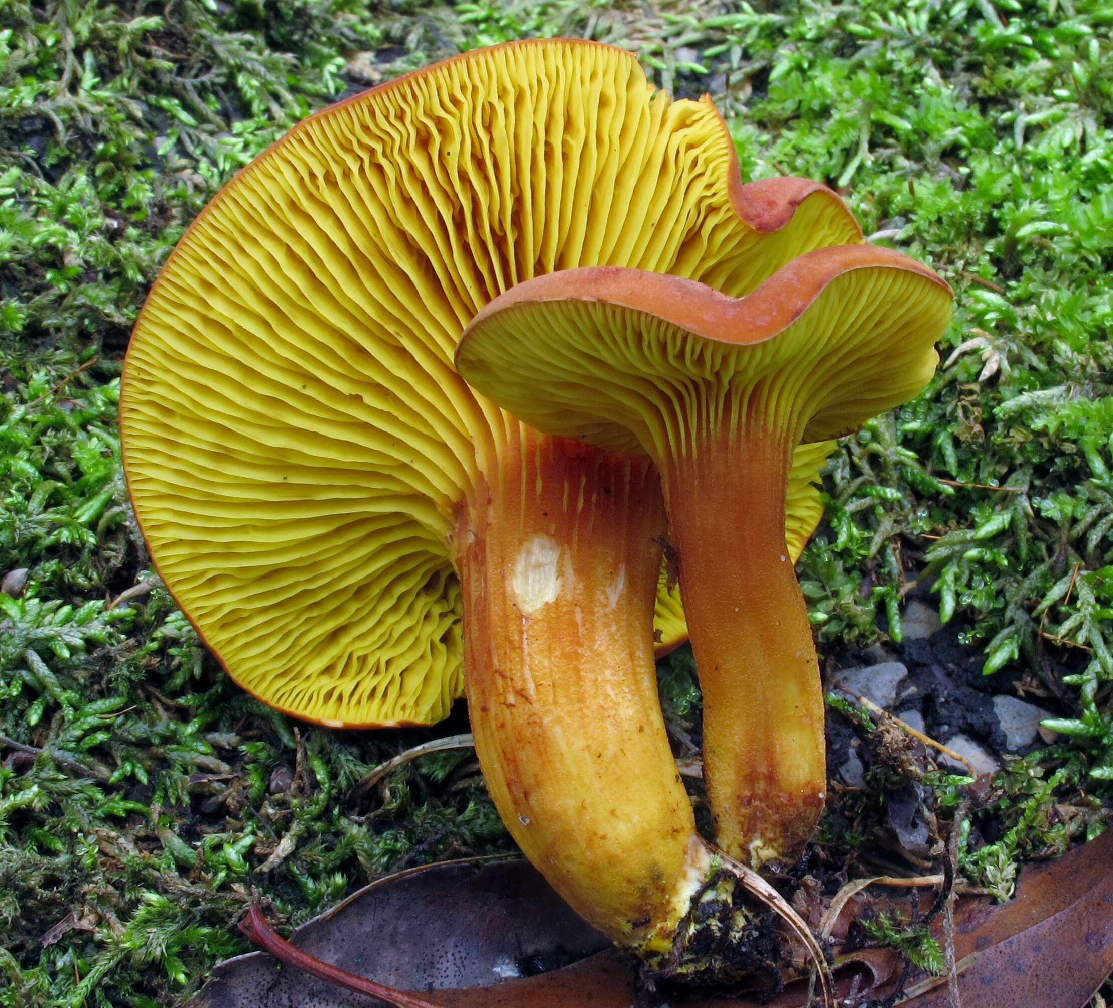 Image of Phylloporus leucomycelinus Singer 1978