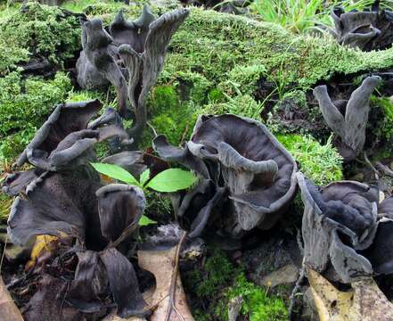 Image of Craterellus fallax A. H. Sm. 1968